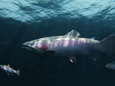 Trout RainBow - Freshwater Free low-poly 3D model