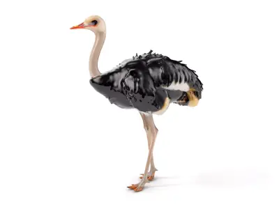Ostrich Model Pack with Detailed Feather Texture Low-poly 3D model
