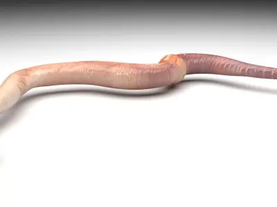 Earthworm 3D model