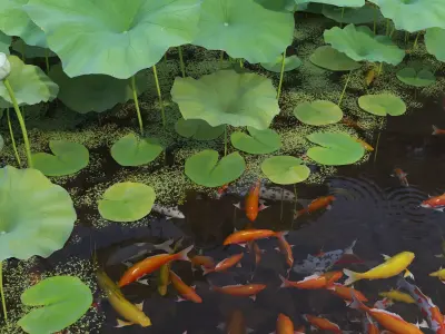 Lotus and Koi Fish Pond 02 Low-poly 3D model