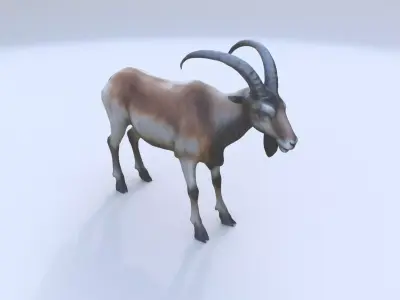 Markhor 3D model