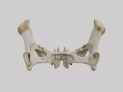 Giraffe Pelvis Low-poly 3D model