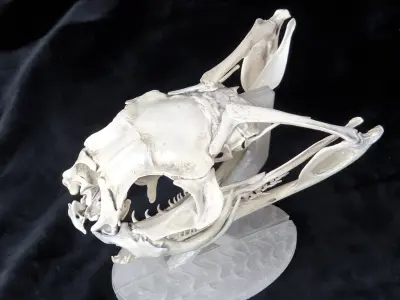 Gaboon Viper Snake Skull Free 3D print model