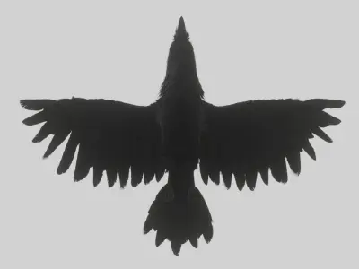 Animated Low Poly Raven Model With PBR Materials Low-poly 3D model