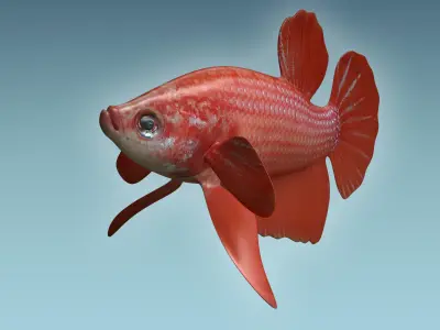 Betta Fish 6 3D model