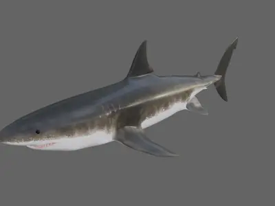 Shark - Tubarao Low-poly 3D model