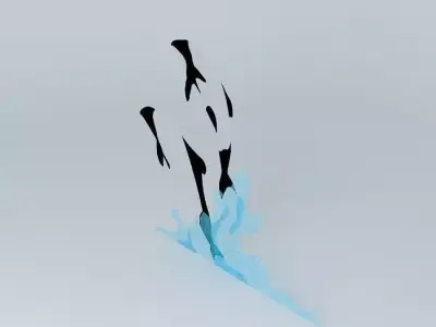 Commersons Dolphins 3D model