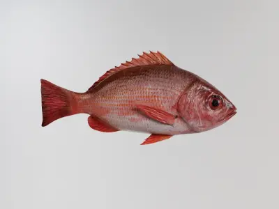 Red snapper Free low-poly 3D model