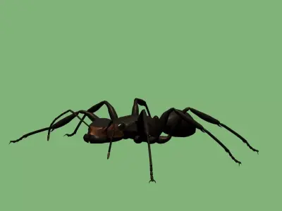 Soldier ant 3D model