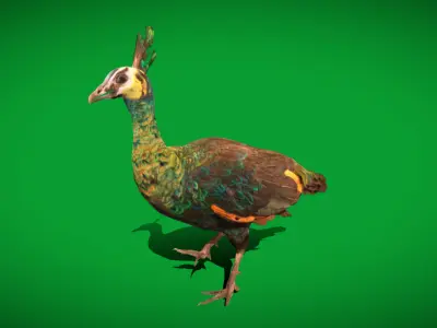 Green Peacock Bird Low-poly 3D model