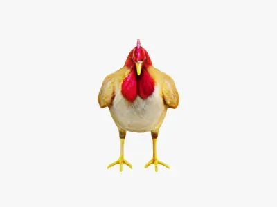 Chicken Free 3D model buy