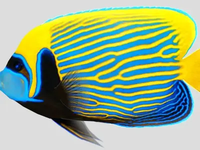 Emperor Angel fish Low-poly 3D model