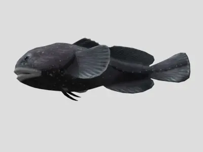 Blobfish Realistic Animated Low-poly 3D model