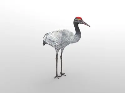 Crane Bird Low Poly  Low-poly 3D model