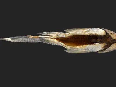 Bream dry fish Low-poly 3D model