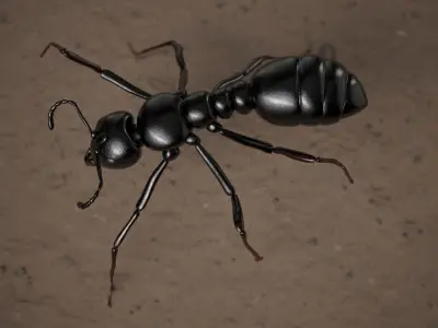 Ant insect Low-poly 3D model