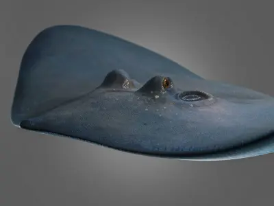 Photorealistic stingray fish ocean model Low-poly 3D model