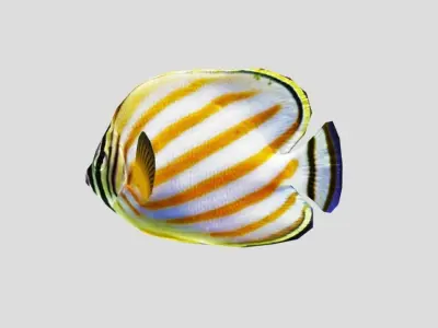 Clown Butterfly Realistic Animated Low-poly 3D model