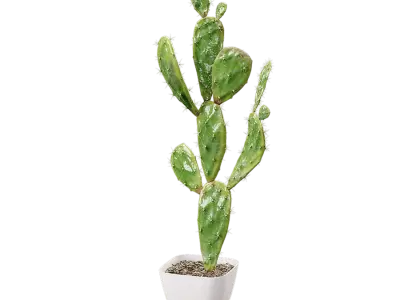  Watered Prickly Pear Cactus Potted Plant Model 