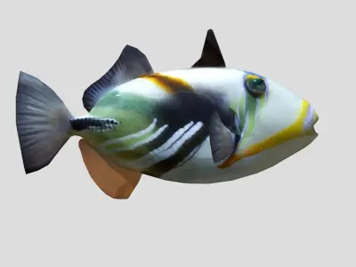Picasso Triggerfish Realistic Animated Low-poly 3D model