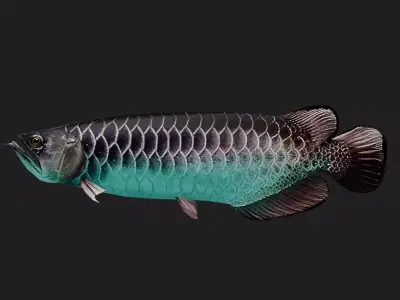 Arowana Low-poly 3D model