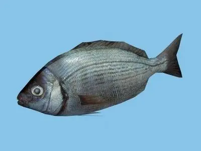 Kantar - Cantharus Low-poly 3D model