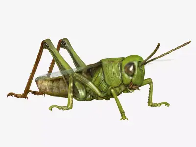 Grasshopper Low-poly 3D model