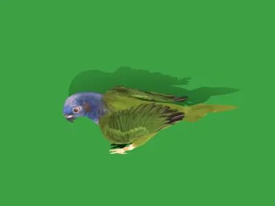 Pionus Parrot Bird Low-poly 3D model