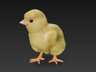 Chick Baby 3D Model Basic - Low Poly Simple Low-poly 3D model