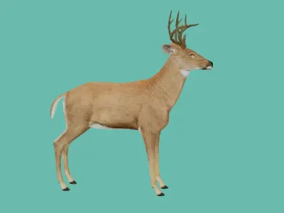 lowpoly deer 3d 3D model