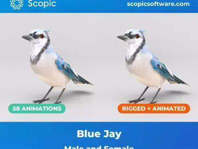 3D Bird Pack Blue Jay Male and Female Low-poly 3D model Low-poly 3D model