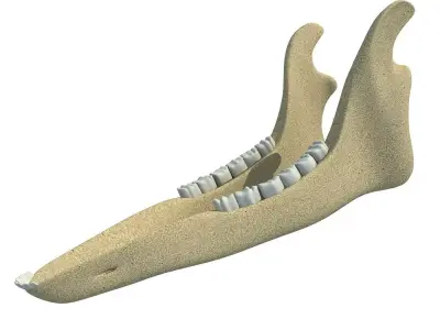 Deer Animal Jaw 3D model