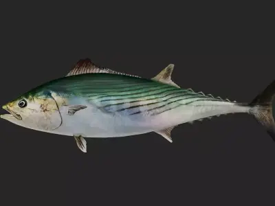 Bonito Low-poly 3D model