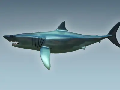 Shark dolphin 3D model