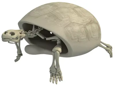 Turtle Skeleton with Cutaway Shell 3D model