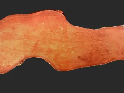 Clay Raptor Claw Model 3D model