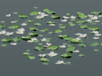 Water lily flower Low-poly 3D model