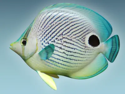 Foureye Butterfly Fish 3D model