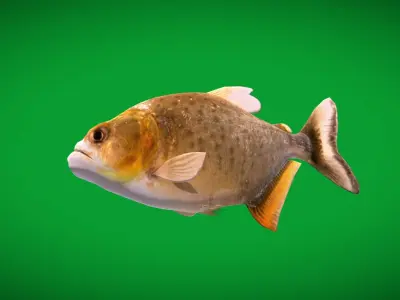 Black Piranha Fish Low-poly 3D model