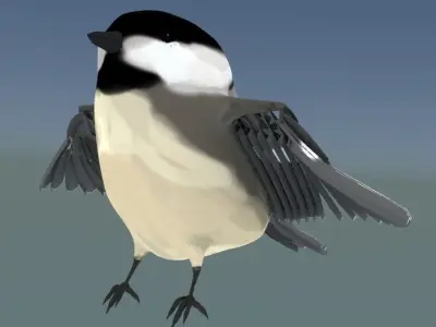  Black-capped chickadee  Low-poly 3D model