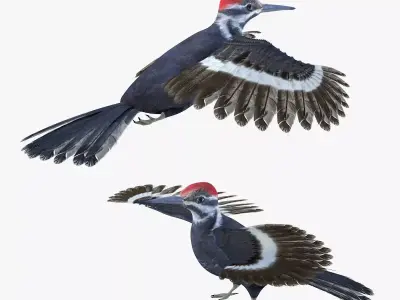 Woodpecker Bird 3d model Low-poly 3D model