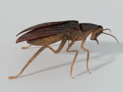 Cockroach beetle Low-poly 3D model