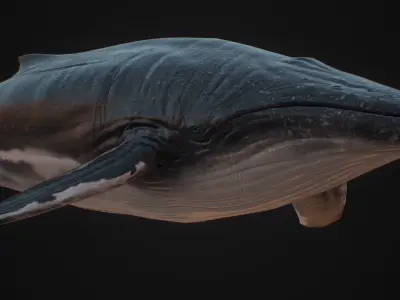 Blue Whale  Low-poly 3D model