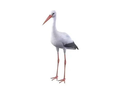White Stork 3D model