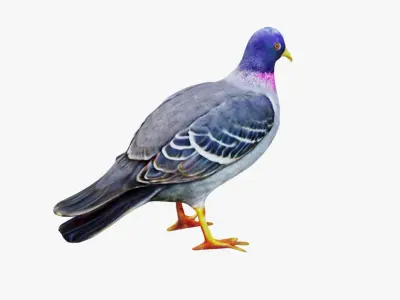Pigeon Free 3D model