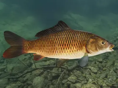 Common Carp - Cyprinus Carpio Realistic Animated 3D model