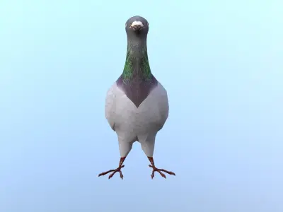 Pigeons Dove Low-poly 3D model