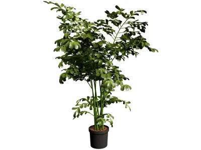 Indoor Potted Palm Collection  Low-poly 3D model