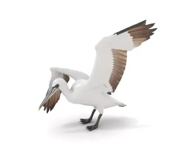 Elegant Seagull Model Pack Low-poly 3D model
