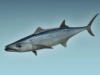 King Mackerel 3D model